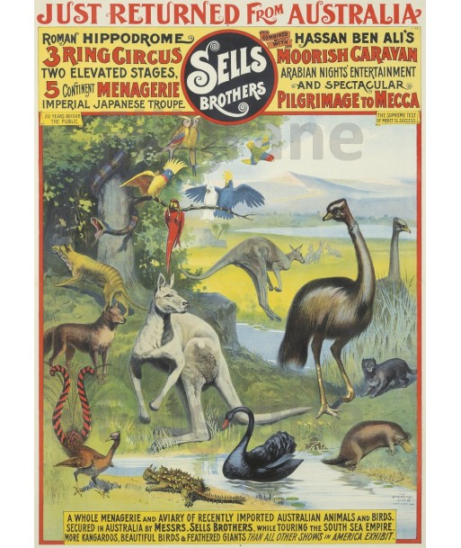 CIRQUE SELLS BROTHERS AUSTRALIA Rucz-POSTER/REPRODUCTION d1 AFFICHE VINTAGE s'inspire de l'anatomie humaine